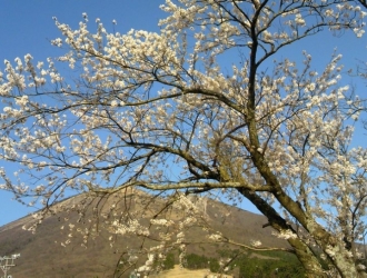 桝水高原の桜